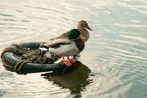 Ducks leisurely sit on a floating tire. 